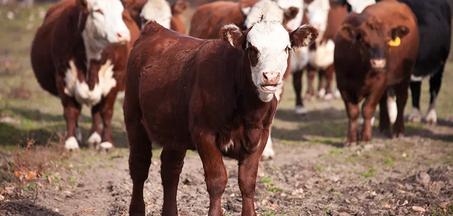 Industry application01